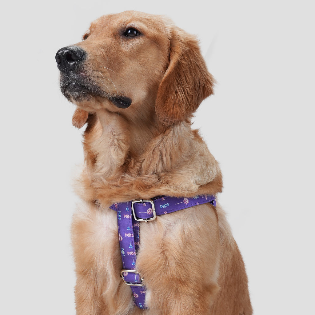 100% Cotton Adjustable Step-In Dog Harness Silver Lollipop dog wears the harness front