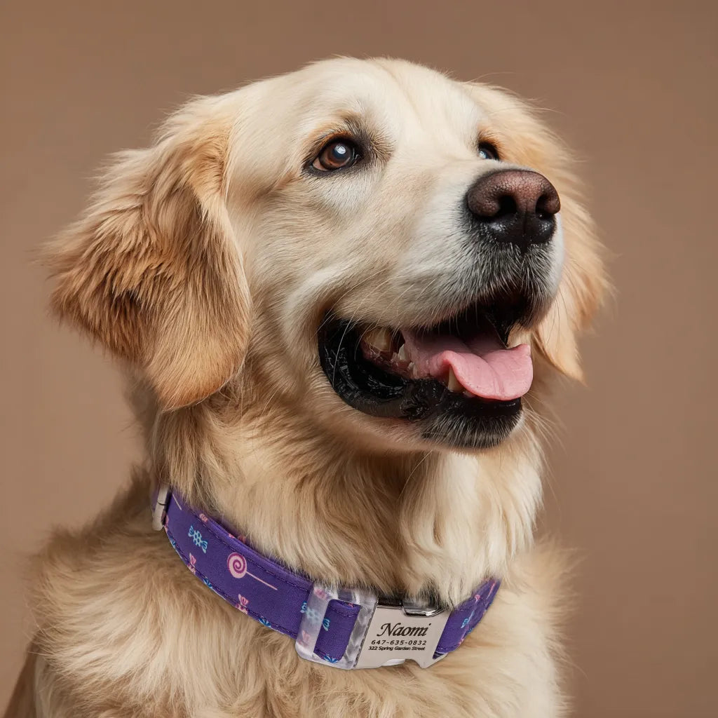 Dog wears Personalized Dog Collar Lollipop with Engraved Silver