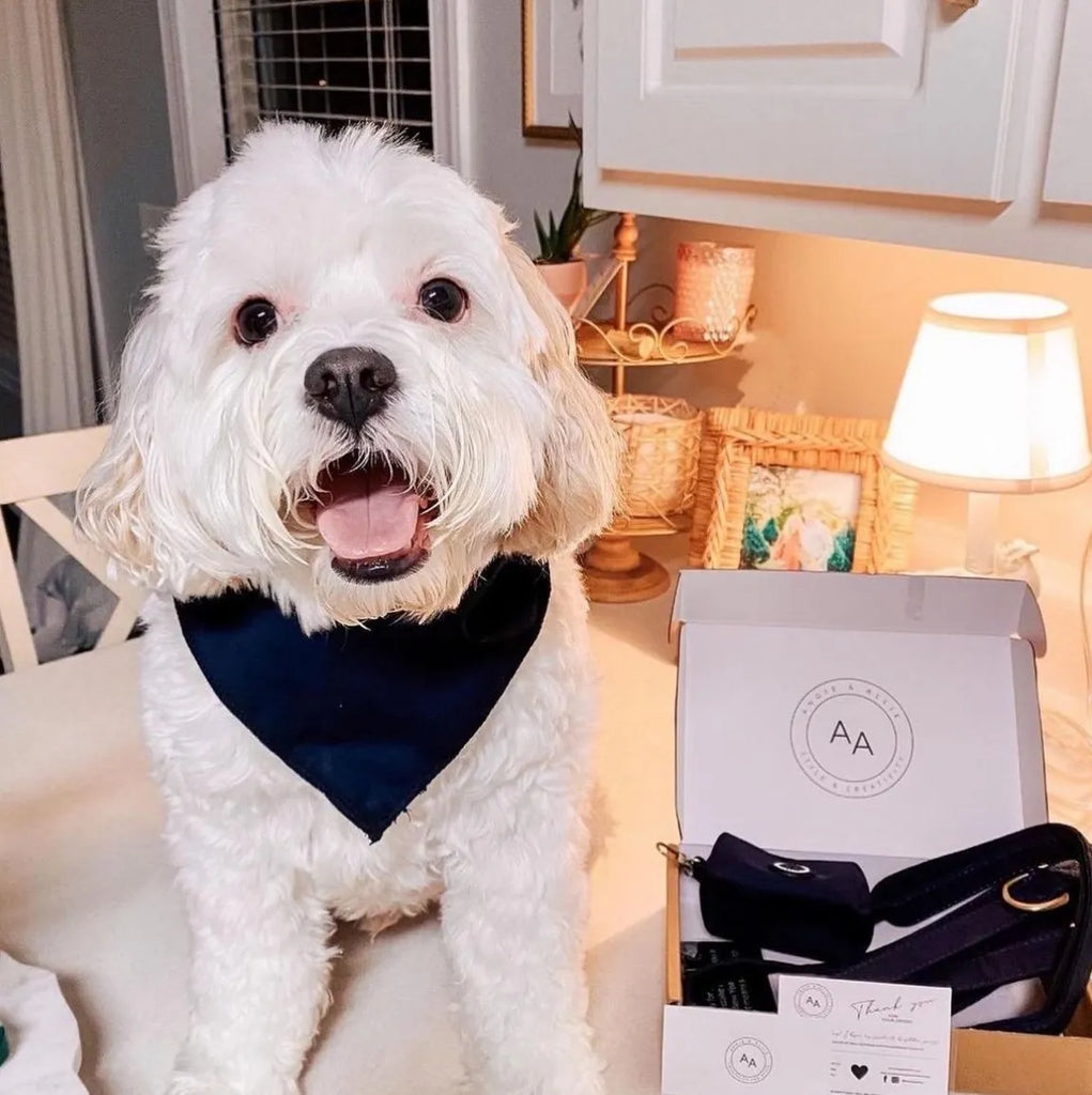 White dog with a navy blue bandana sitting next to a box of  Angie and Allie pet accessories.