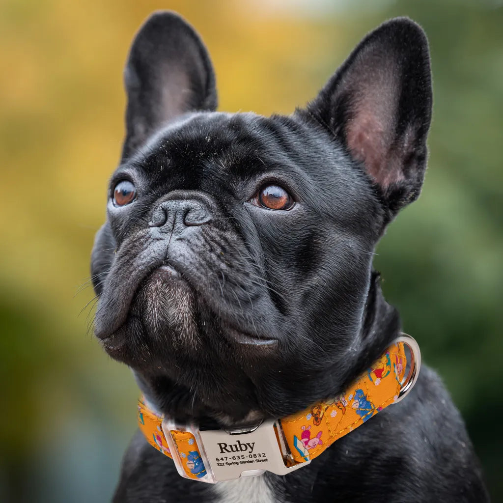 Dog wears Winnie the Pooh Dog Collar Personalized Collars Silver