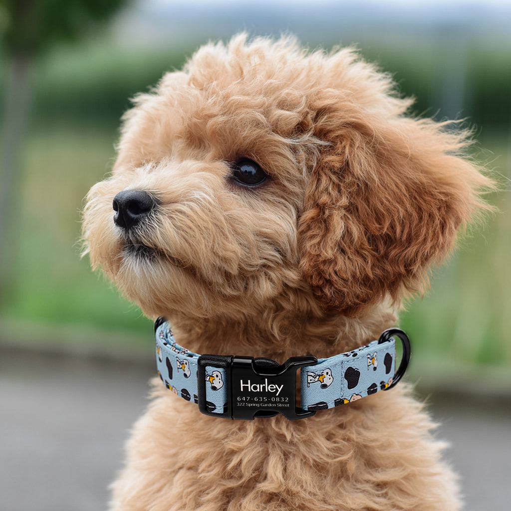 Snoopy Dog Collar Personalized Engraved Brass dog wears a collar with black metal buckle