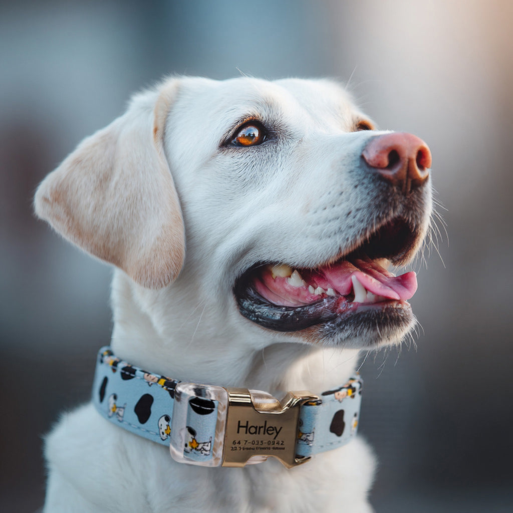 Snoopy Dog Collar Personalized Engraved Brass dog wears a collar with gold metal buckle