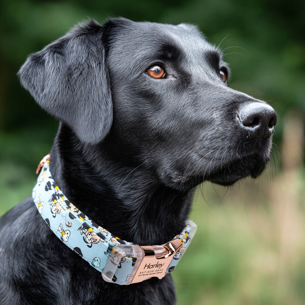 Snoopy Dog Collar Personalized Engraved Brass dog wears a collar with rose gold metal buckle
