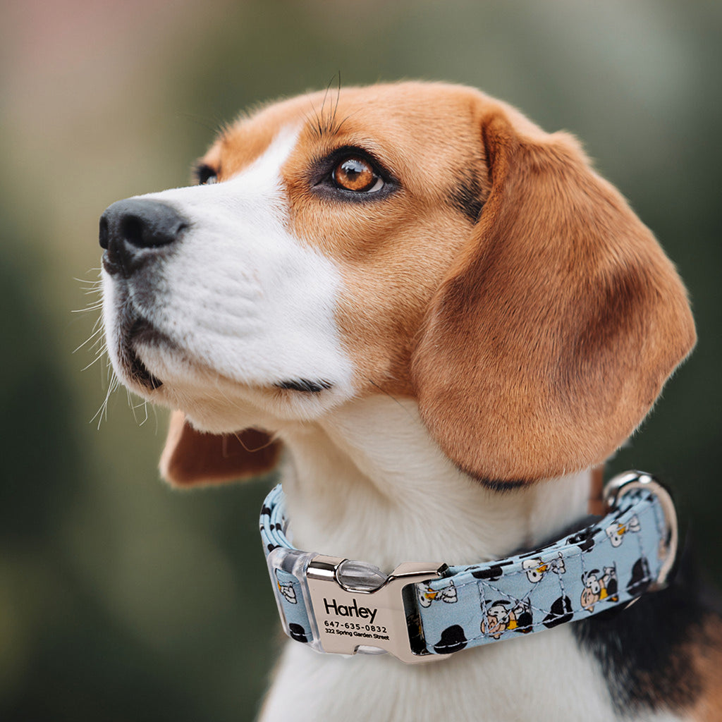 Snoopy Dog Collar Personalized Engraved Brass dog wears a collar with silver metal buckle