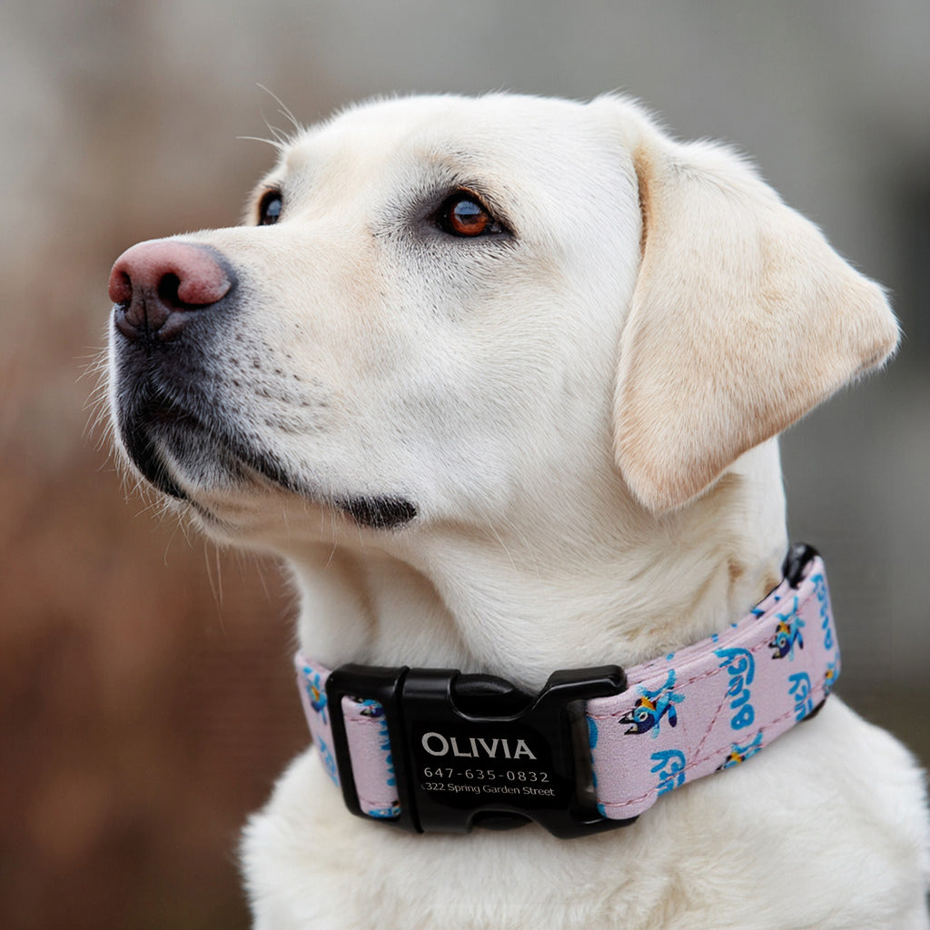 Personalized Dog Collar (Bluey) with Engraved Brass dog wears a collar with black metal buckle