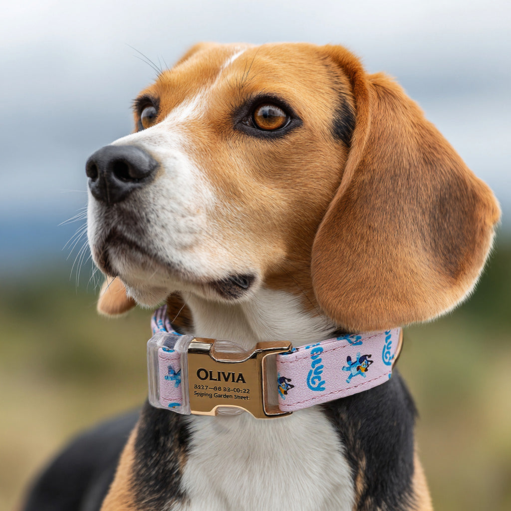 Personalized Dog Collar (Bluey) with Engraved Brass dog wears a collar with gold metal buckle