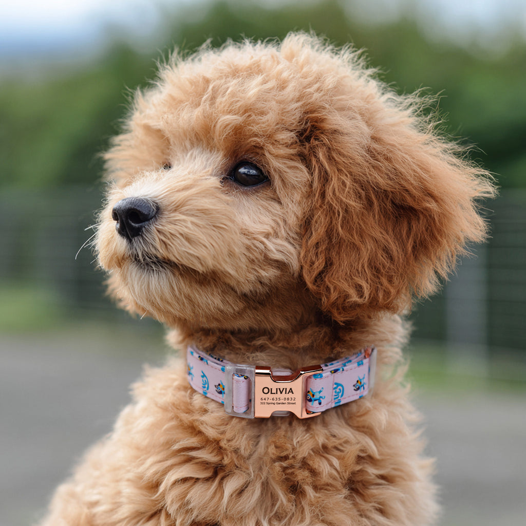 Personalized Dog Collar (Bluey) with Engraved Brass dog wears a collar with rose gold metal buckle