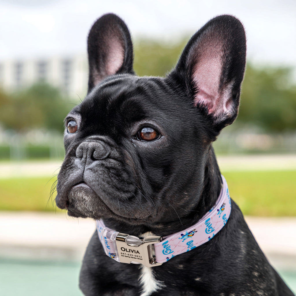 Personalized Dog Collar (Bluey) with Engraved Brass dog wears a collar with silver metal buckle