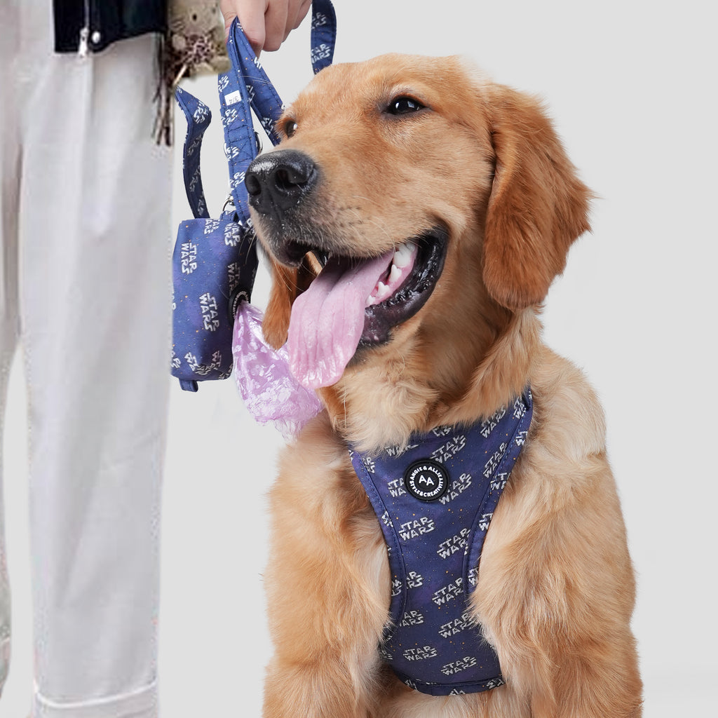 Dog wearing a blue Star Wars harness with a leash and a poop bag on a plain background