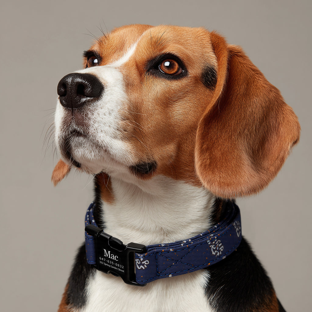 100% Cotton Personalized Dog Collar Engraved Brass dog wears a collar with black metal buckle