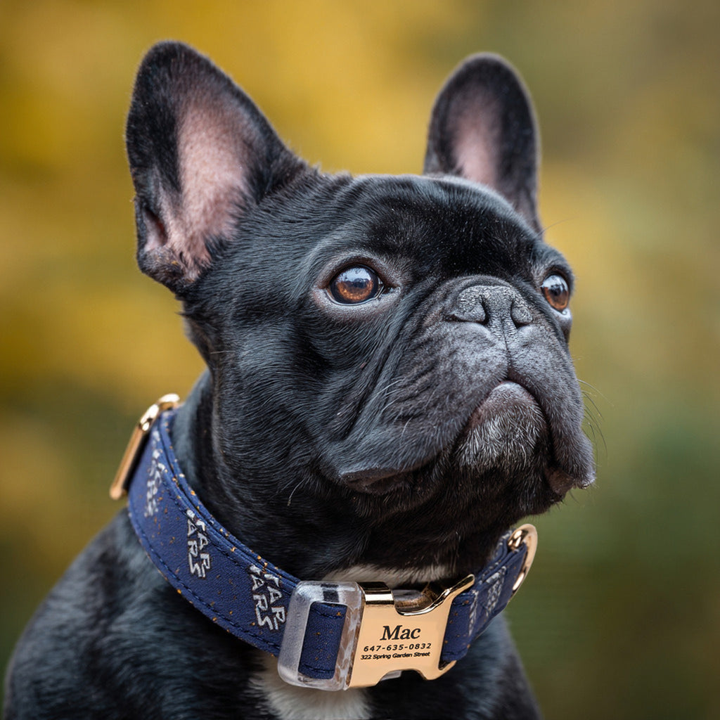 100% Cotton Personalized Dog Collar Engraved Brass dog wears a collar with gold metal buckle