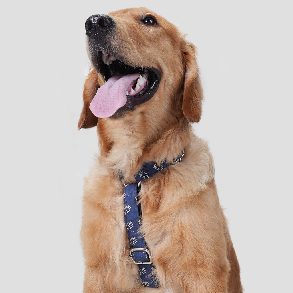 100% Cotton Adjustable No Pull Dog Harness Star Wars dog wears the harness front