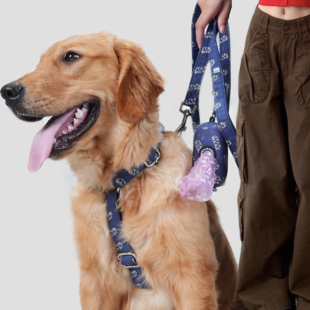Dog wearing a blue Star Wars harness with a leash and a poop bag on a plain background
