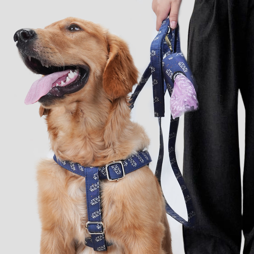 Dog wearing a blue Star Wars harness with a leash and a poop bag on a plain background