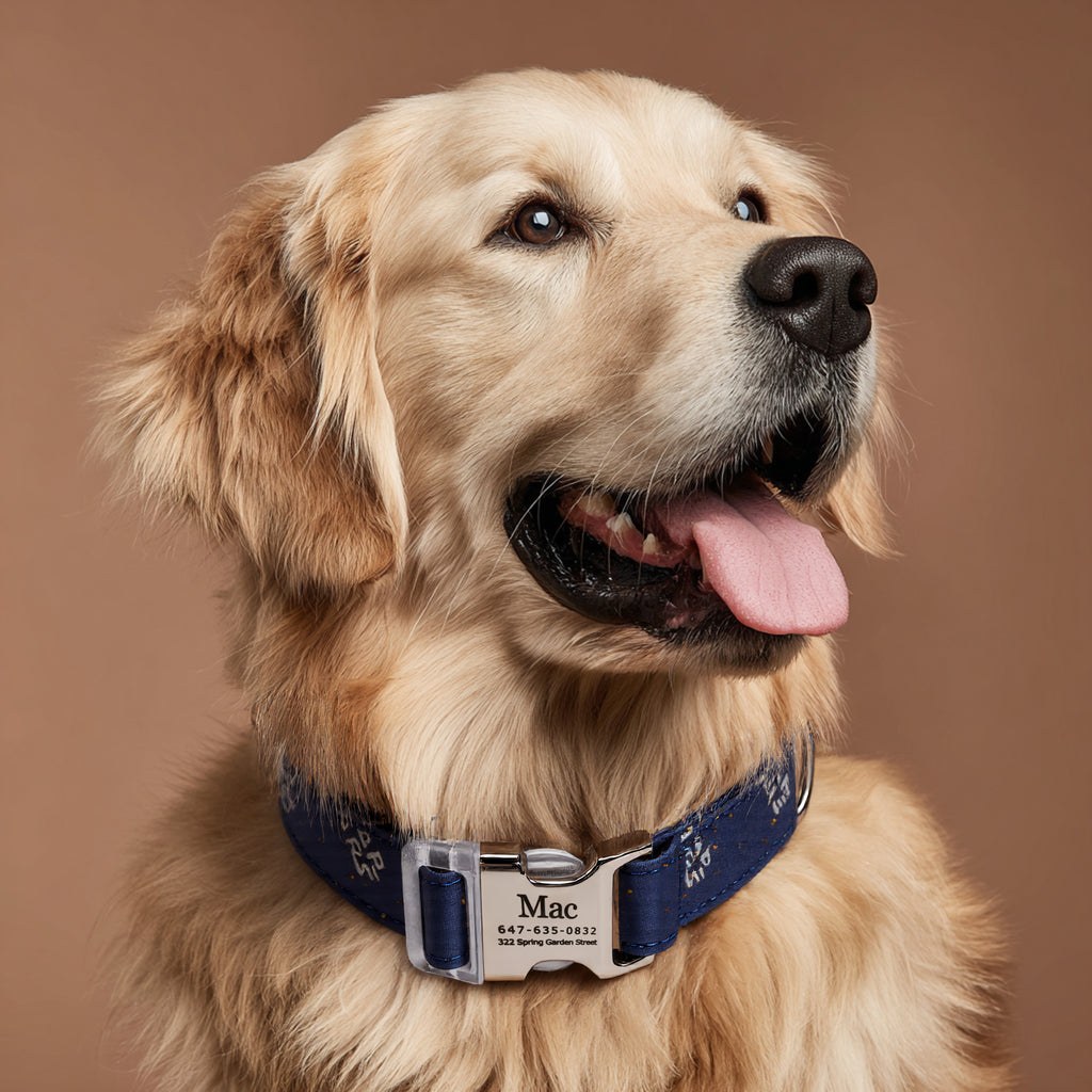 100% Cotton Personalized Dog Collar Engraved Brass dog wears a collar with silver metal buckle