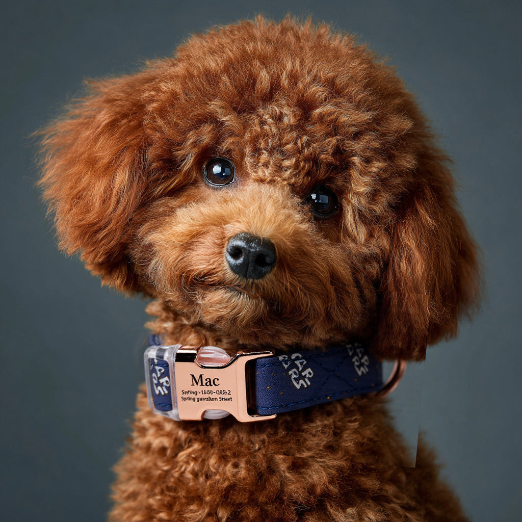 100% Cotton Personalized Dog Collar Engraved Brass dog wears a collar with rose gold metal buckle