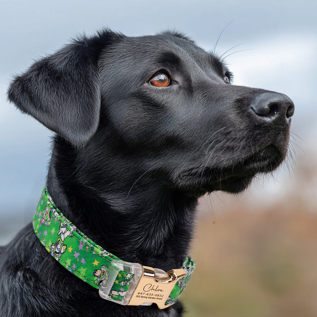 100% Cotton Personalized Dog Collar Engraved Brass Buzz Lightyear dog wears a collar with gold metal buckle 
