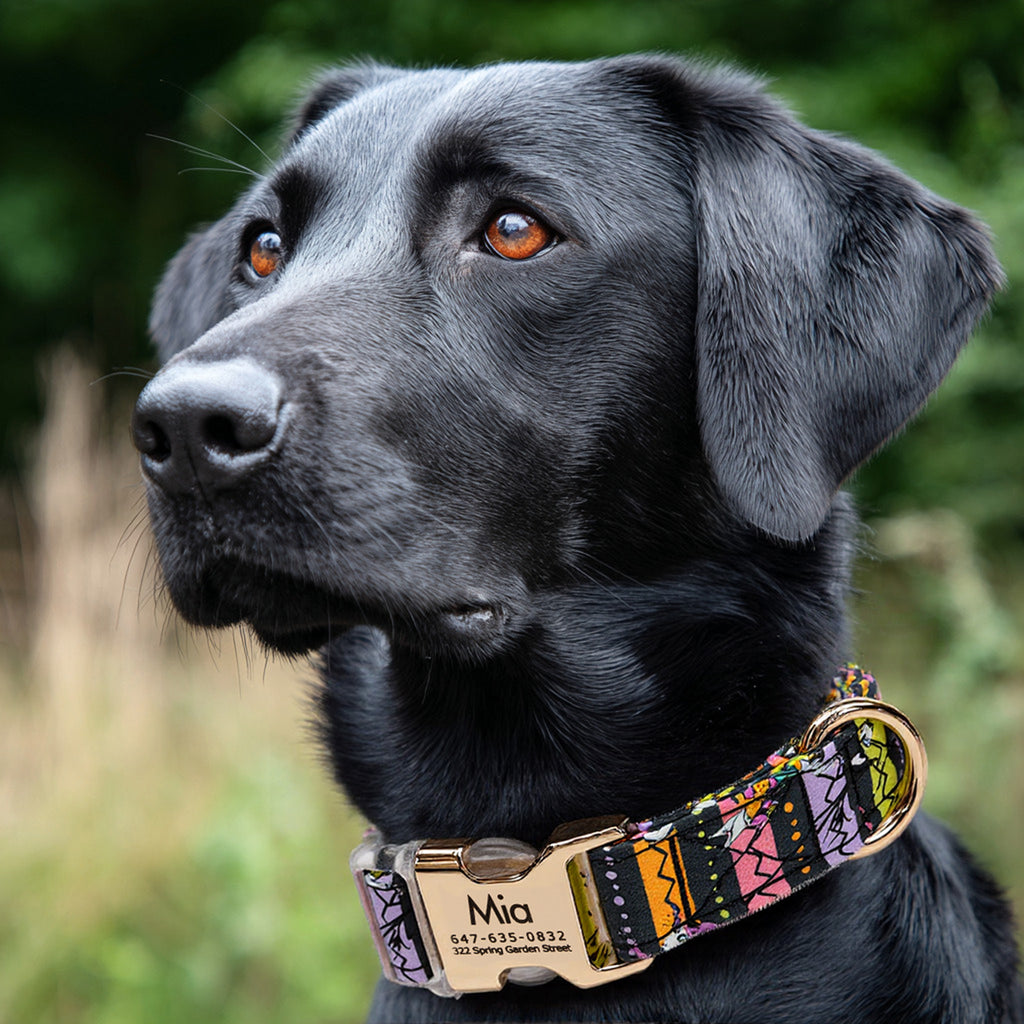 100% Cotton Personalized Dog Collar Engraved Brass The nightmare before Christmas dog wears a collar with gold metal buckle
