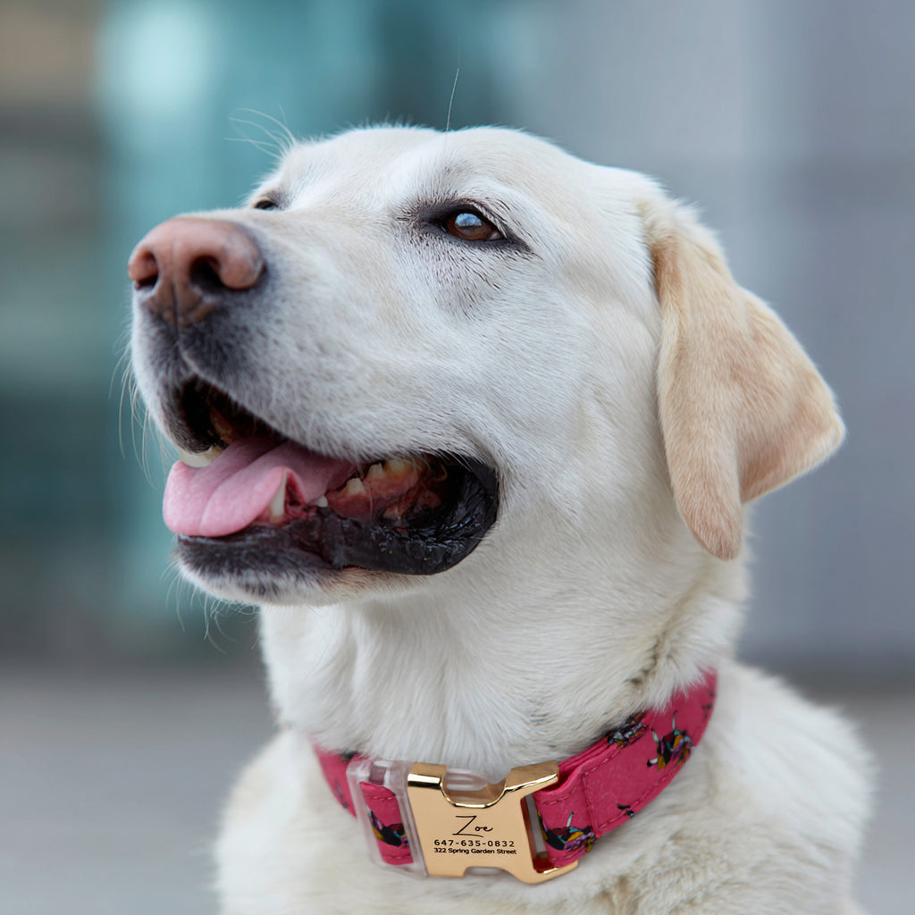 100% Cotton Personalized Dog Collar Engraved Brass Sally the nightmare before Christmas dog wears a collar with gold buckle