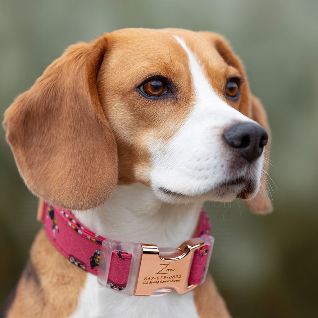 100% Cotton Personalized Dog Collar Engraved Brass Sally the nightmare before Christmas dog wears a collar with rose gold buckle
