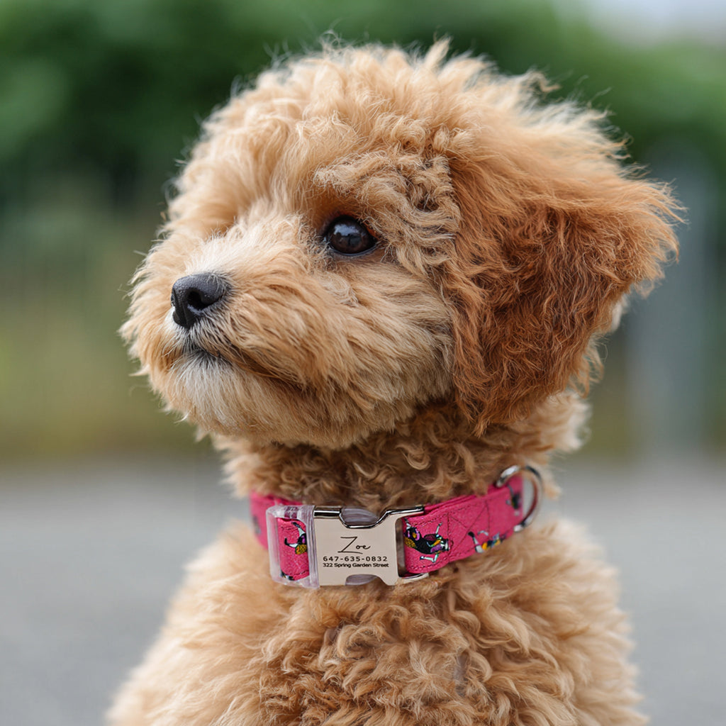 100% Cotton Personalized Dog Collar Engraved Brass Sally the nightmare before Christmas dog wears a collar with silver metal buckle