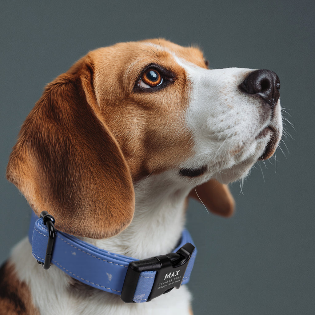 100% Cotton Personalized Dog Collar Engraved Brass Arwin Evenstar LOTR  dog wears a collar with black metal buckle