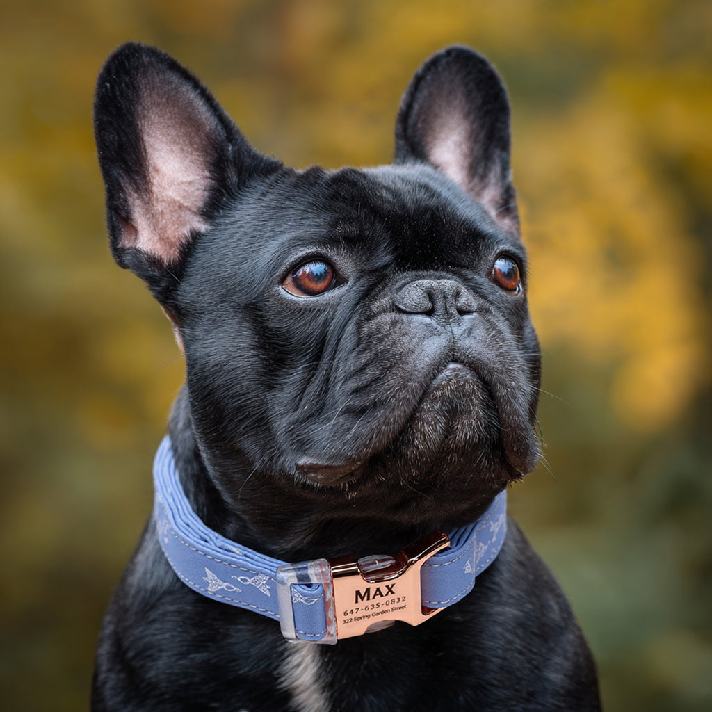 100% Cotton Personalized Dog Collar Engraved Brass Arwin Evenstar LOTR  dog wears a collar with rose gold metal buckle