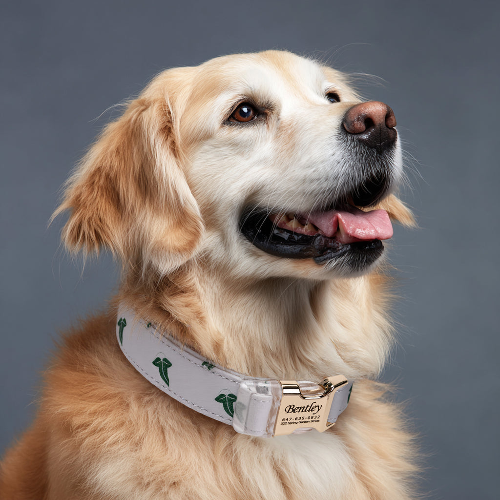 100% Cotton Personalized Dog Collar Engraved Brass Elven Leaf  LOTR dog wears a collar with gold buckle