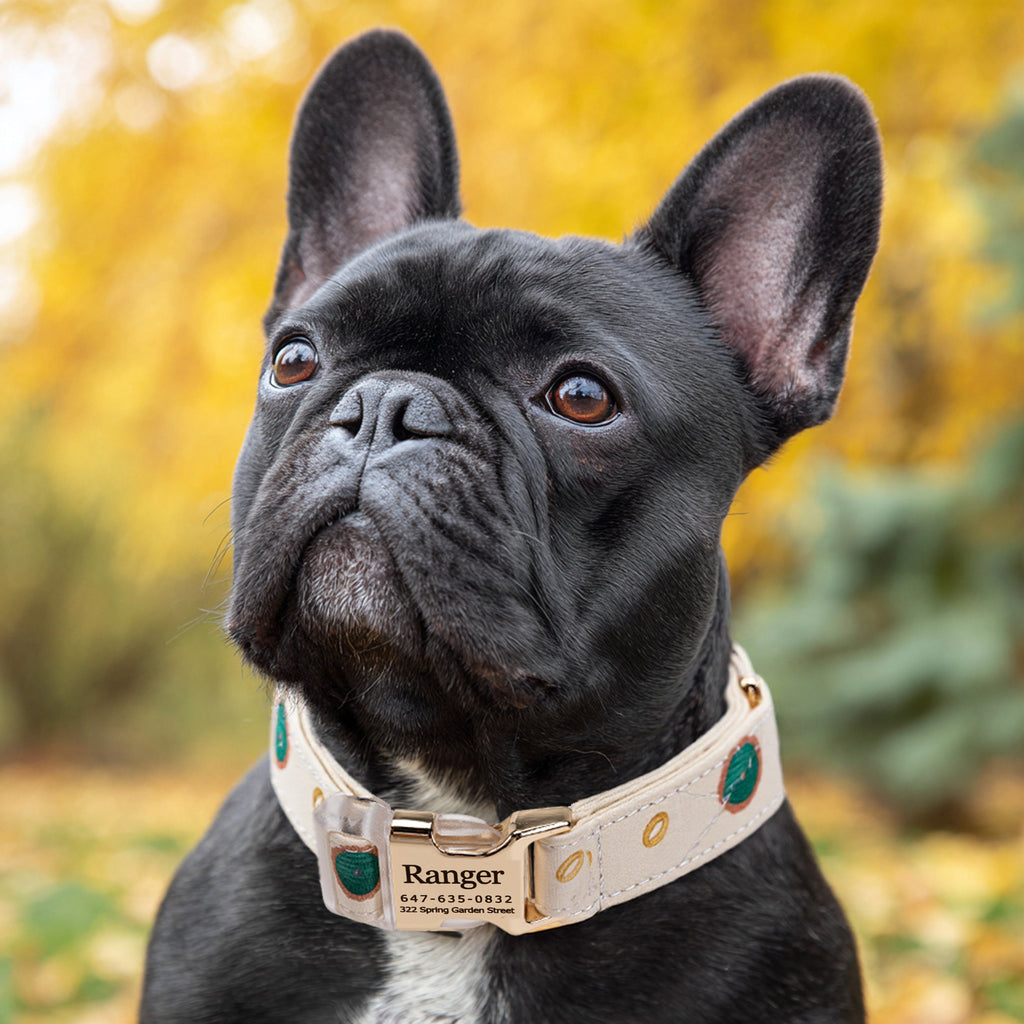 100% Cotton Personalized Dog Collar Engraved Brass The Hobbit  LOTR dog wears a collar with gold metal buckle