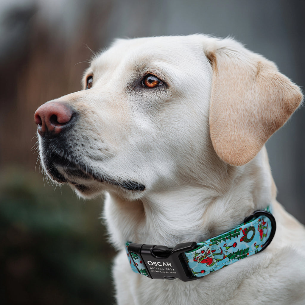 Grinch Dog Collar Personalized Engraved Collar dog wears a collar with black metal buckle