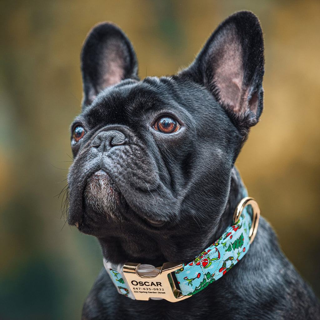 Grinch Dog Collar Personalized Engraved Collar dog wears a collar with gold metal buckle