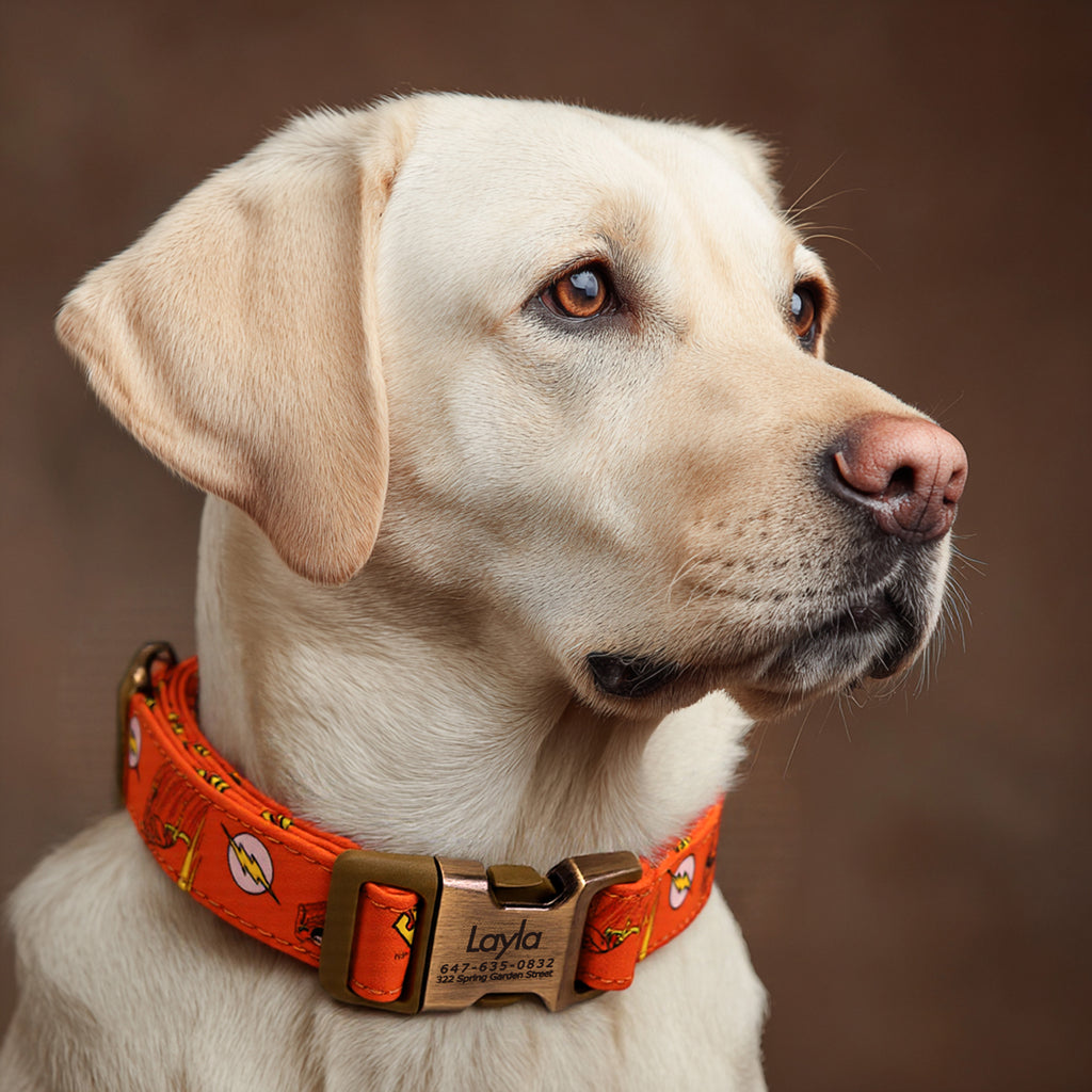 100% Cotton Personalized Dog Collar Silver Metal Engraved Black The Flash dog wears a collar with brass metal buckle