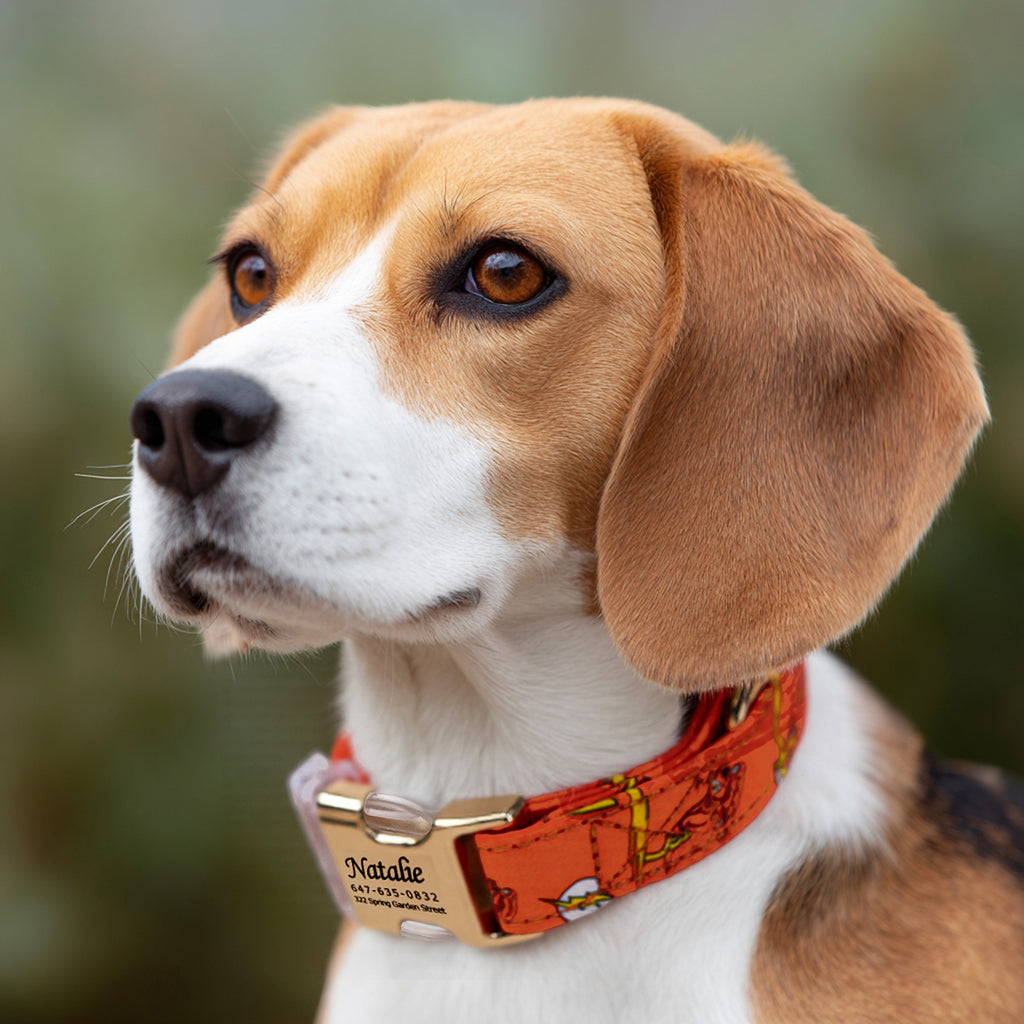 100% Cotton Personalized Dog Collar Silver Metal Engraved Black The Flash dog wears a collar with gold metal buckle