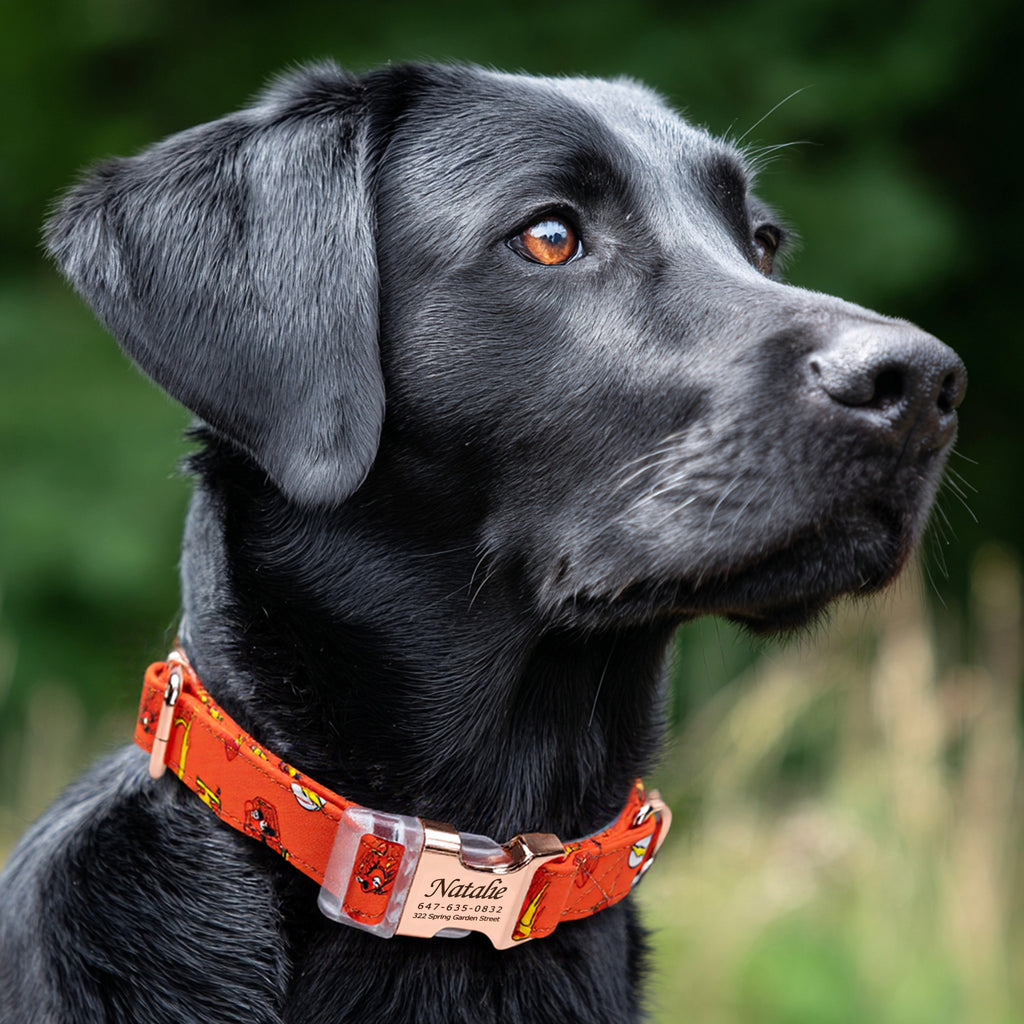 100% Cotton Personalized Dog Collar Silver Metal Engraved Black The Flash dog wears a collar with rose gold metal buckle