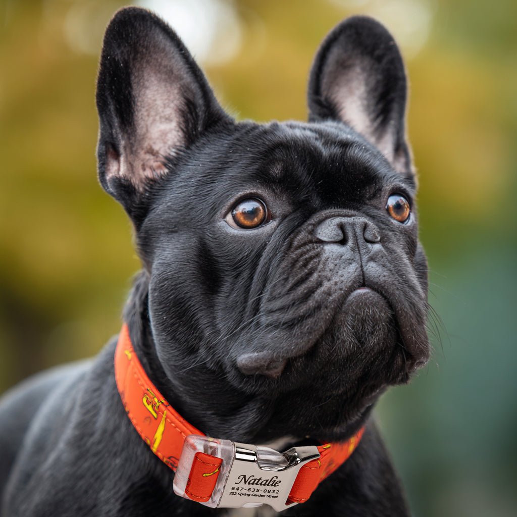 100% Cotton Personalized Dog Collar Silver Metal Engraved Black The Flash dog wears a collar with silver metal buckle