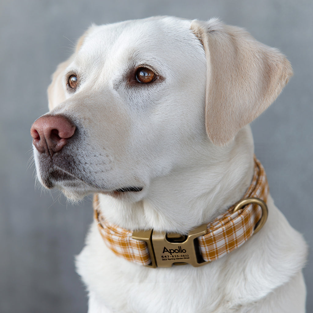 100% Cotton Personalized Dog Collar Black Metal Engraved Black Gingham Yellow dog wears a collar with brass metal buckle