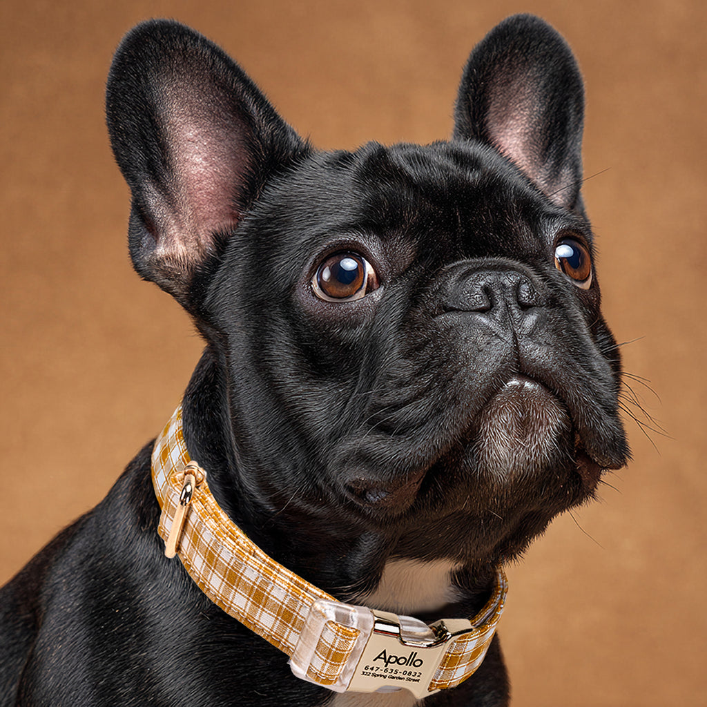 100% Cotton Personalized Dog Collar Black Metal Engraved Black Gingham Yellow dog wears a collar with gold metal buckle