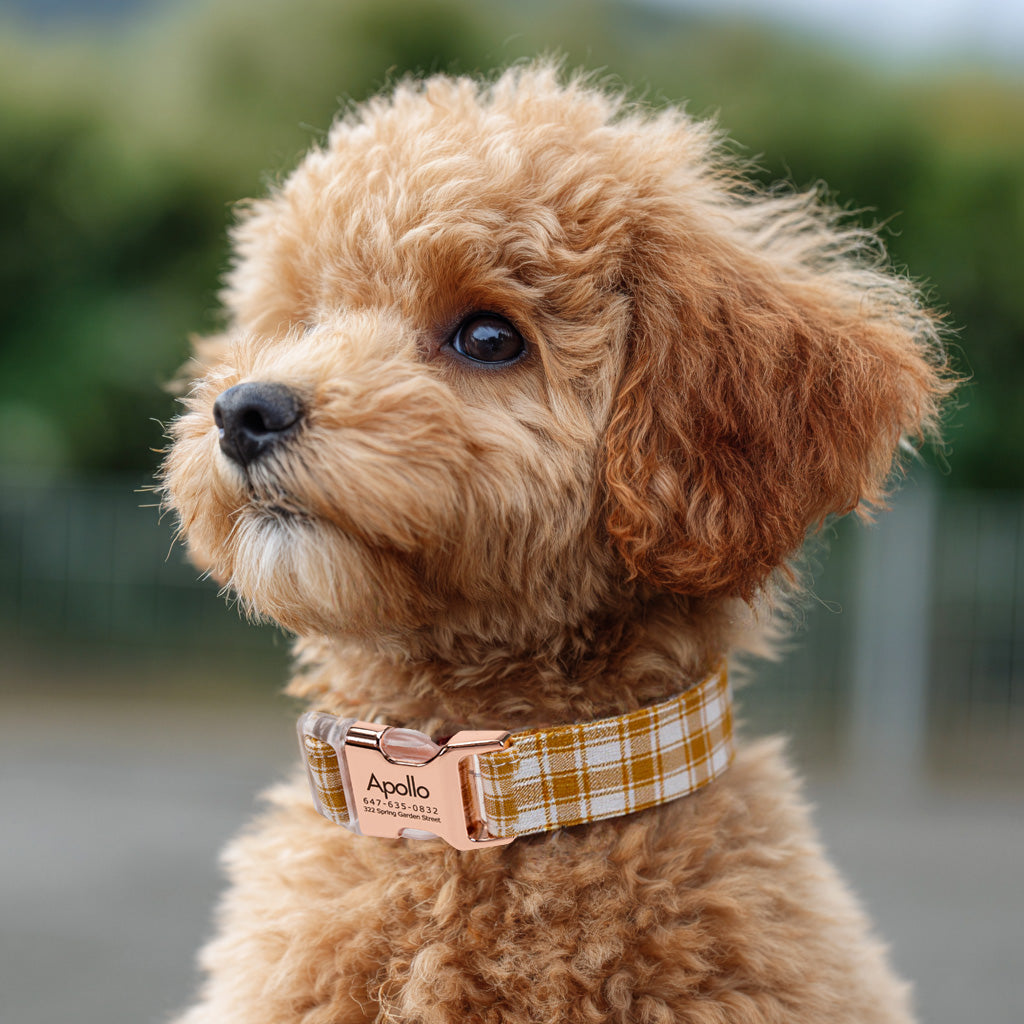 100% Cotton Personalized Dog Collar Black Metal Engraved Black Gingham Yellow dog wears a collar with rose gold metal buckle