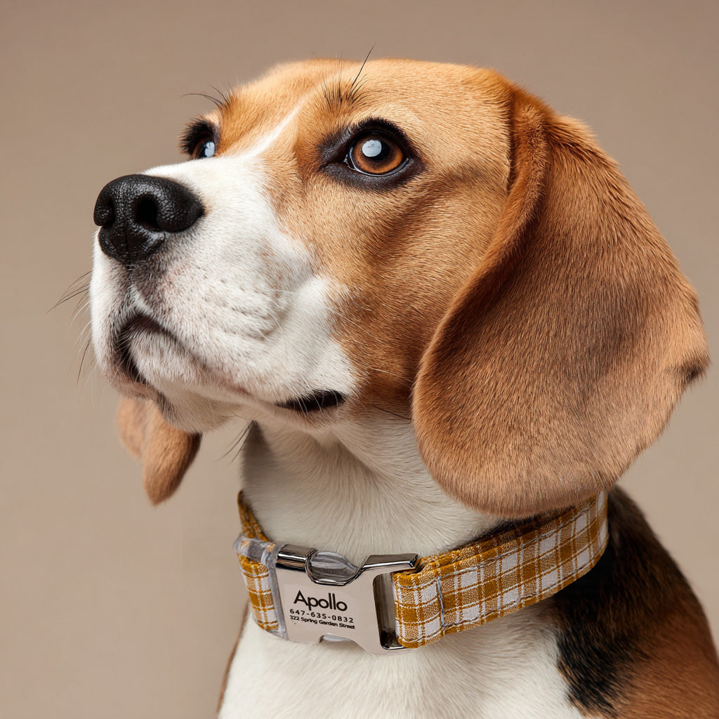 100% Cotton Personalized Dog Collar Black Metal Engraved Black Gingham Yellow dog wears a collar with silver metal buckle
