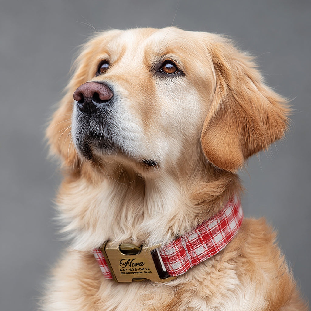 100% Cotton Personalized Dog Collar Black Metal Engraved Black Gingham Orange dog wears a collar with brass metal buckle