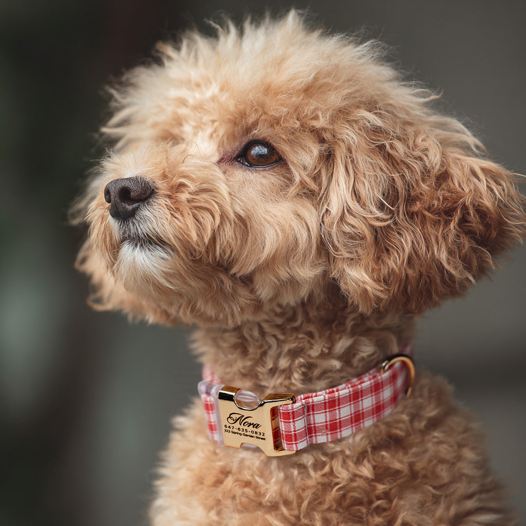 100% Cotton Personalized Dog Collar Black Metal Engraved Black Gingham Orange dog wears a collar with gold metal buckle