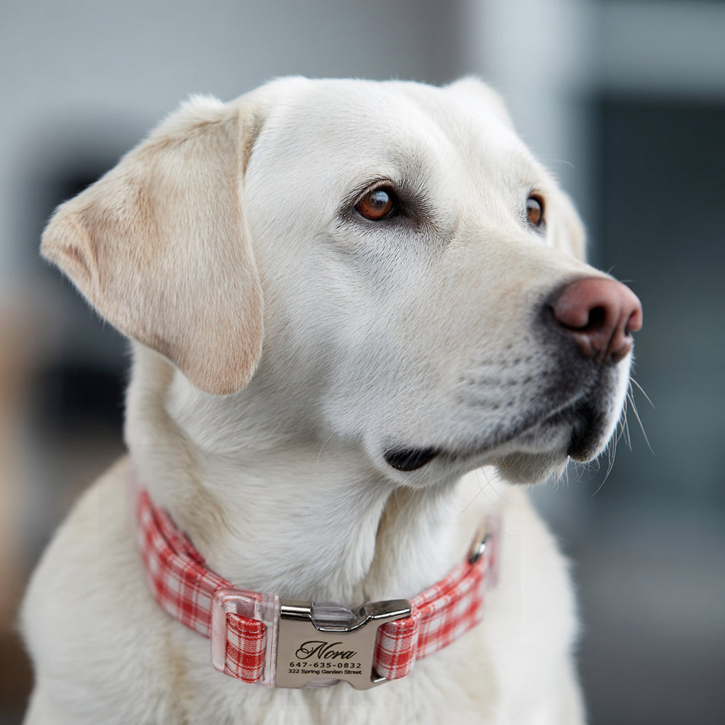 100% Cotton Personalized Dog Collar Black Metal Engraved Black Gingham Orange dog wears a collar with silver metal buckle