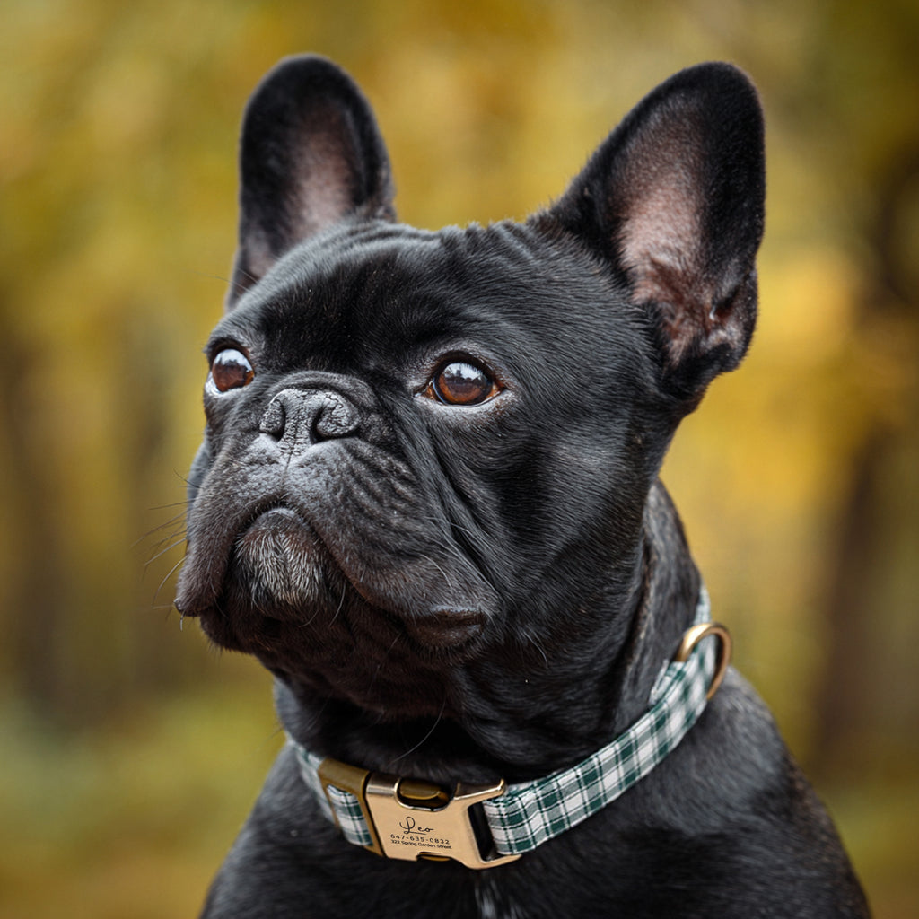 100% Cotton Personalized Dog Collar Black Metal Engraved Black Gingham Green dog wears a collar with brass metal buckle