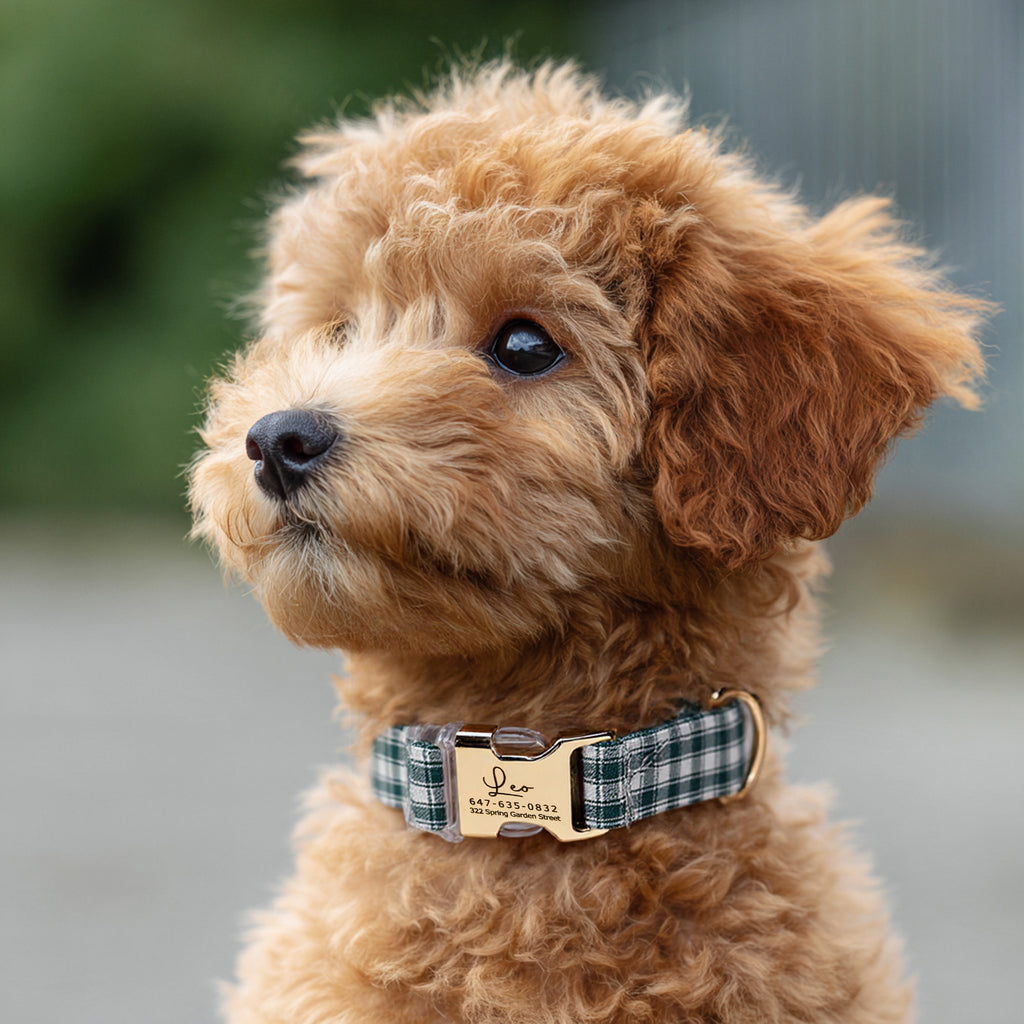 100% Cotton Personalized Dog Collar Black Metal Engraved Black Gingham Green dog wears a collar with gold metal buckle