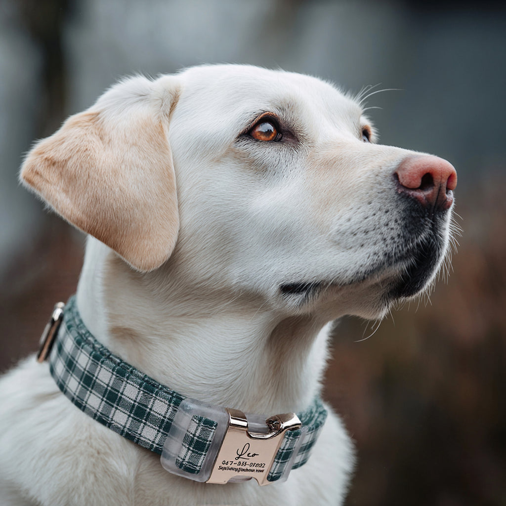 100% Cotton Personalized Dog Collar Black Metal Engraved Black Gingham Green dog wears a collar with silver metal buckle