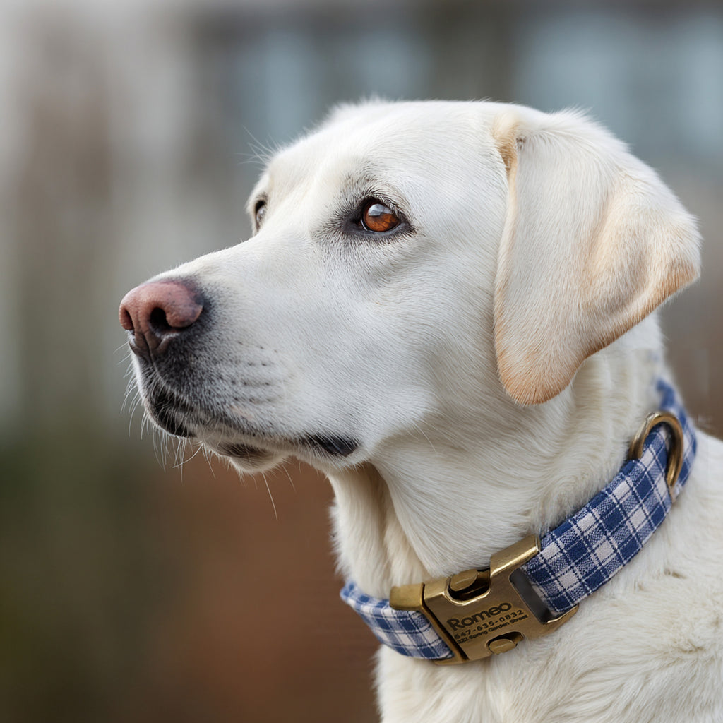 100% Cotton Personalized Dog Collar Silver Metal Engraved Black Gingham Blue dog wears a collar with brass buckle