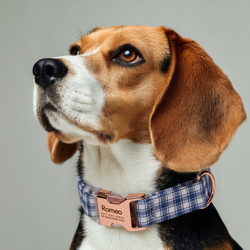 100% Cotton Personalized Dog Collar Black Metal Engraved Black Gingham Blue dog wears a collar with rose gold buckle