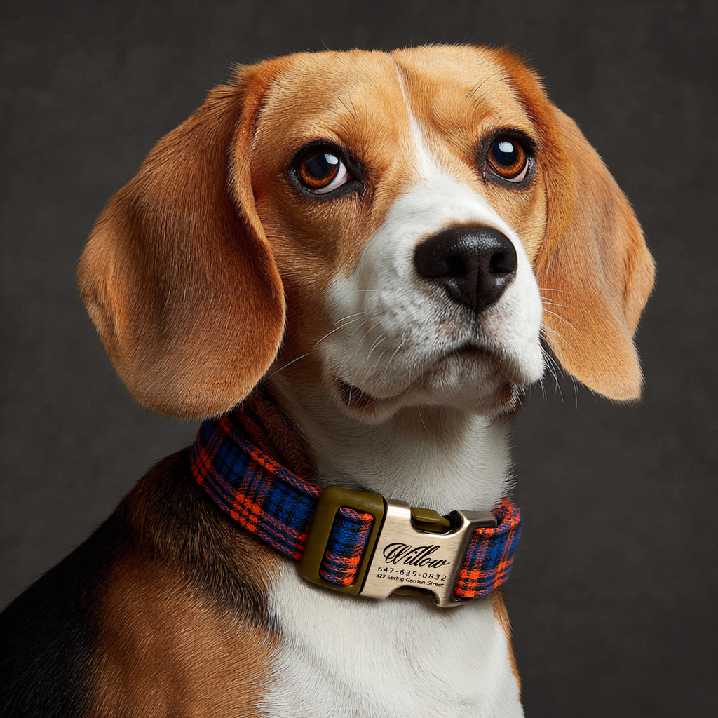 100% Cotton Personalized Dog Collar Black Metal Engraved Black MacDonald Orange Blue dog wears a collar with brass buckle