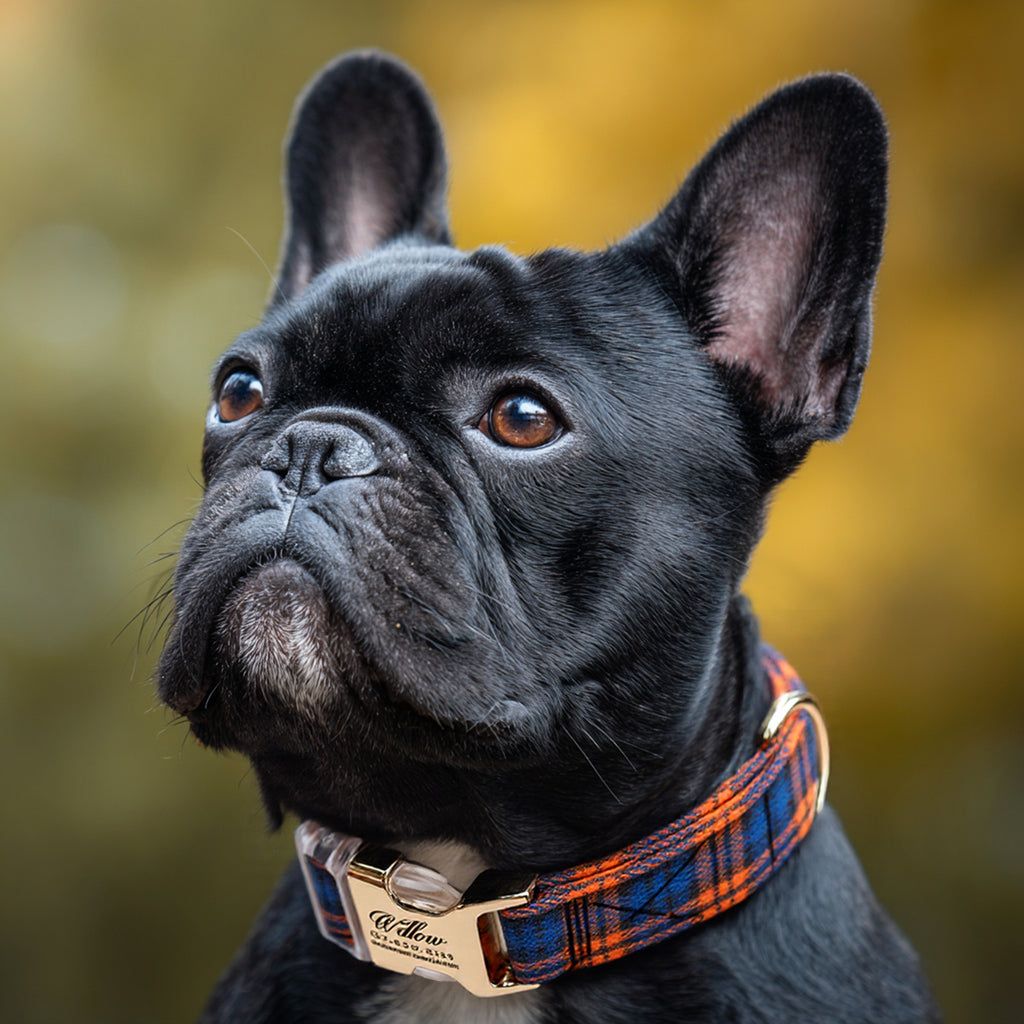 100% Cotton Personalized Dog Collar Black Metal Engraved Black MacDonald Orange Blue dog wears a collar with gold buckle