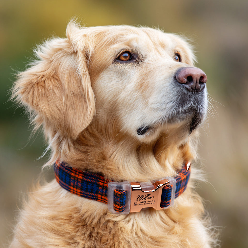 100% Cotton Personalized Dog Collar Black Metal Engraved Black MacDonald Orange Blue dog wears a collar with rose gold buckle